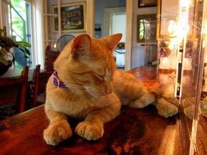 七彩猫塌房吃瓜视频,揭秘网络红人背后的真相 七彩猫塌房吃瓜视频,揭秘网络红人背后的真相
