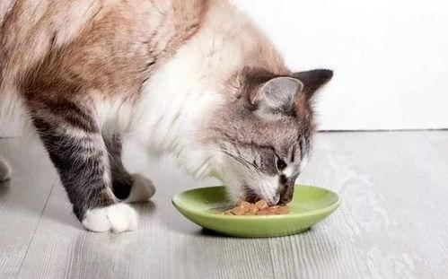 猫吃小瓜视频教程大全集,视频教程大全集精华汇总